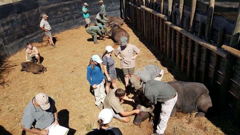 Cape buffalo in South Africa