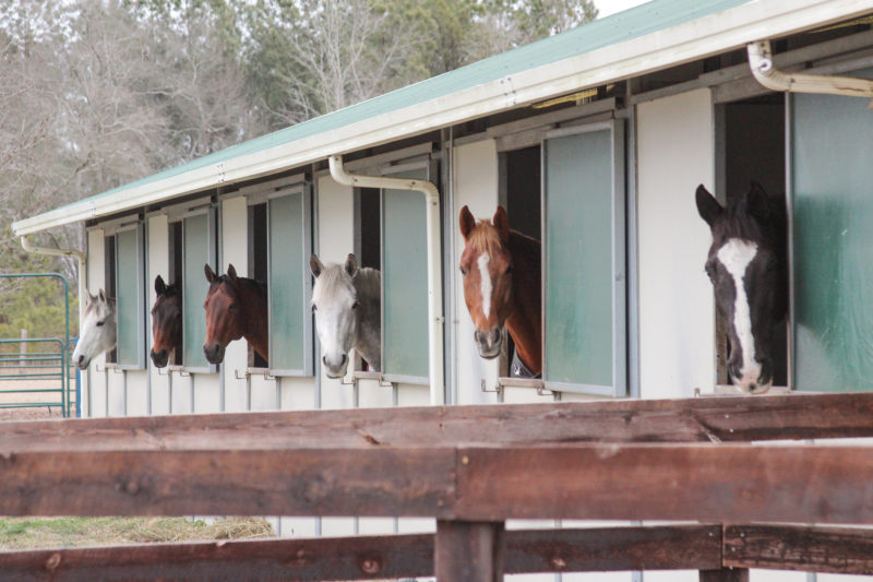 Horses sticking their heads out of their stalls