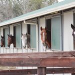 Horses peaking out of stall openings