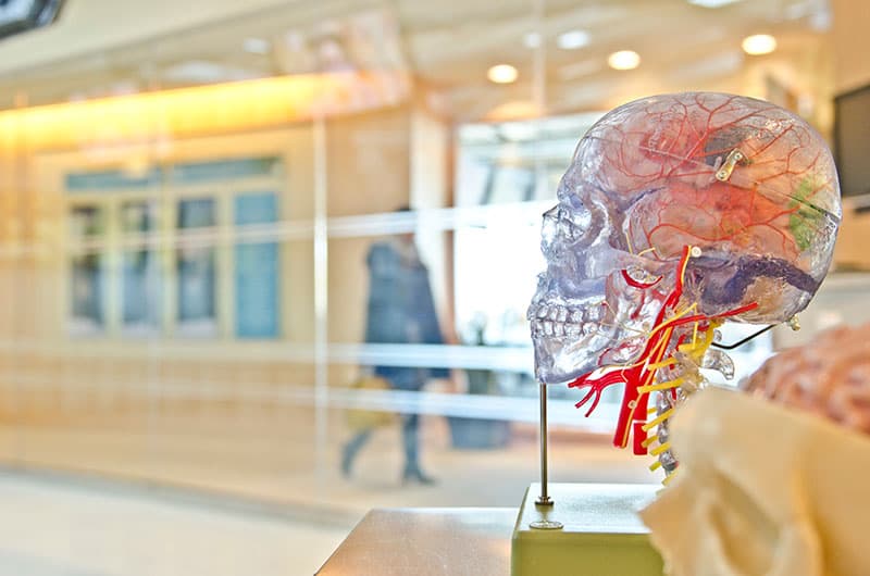 a medical model of a human skull