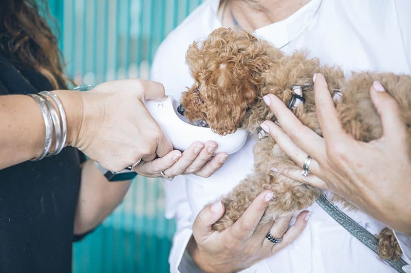 veterinary assistants working with a dog